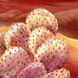 Prickly Pear, Acrylic on Paper- Framed: 10 in x 8 in -SOLD