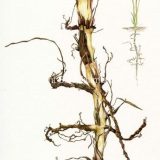 Colored pencil illustration of creeping wild rye and it's root system