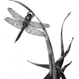Ink on clayboard science illustration of Epitheca cynosaura, dragonfly on a marshy reed