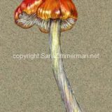Science illustration of mushroom, Colored pencil on paper