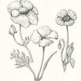 Pen and ink illustration of different poppy species found in California
