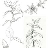 Sample line illustrations of California coastal plant species