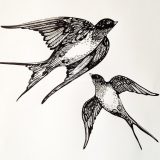 Swallows, pen on paper, 2012