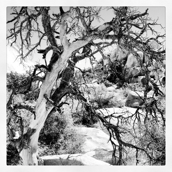 Pinyon Pine in Joshua Tree