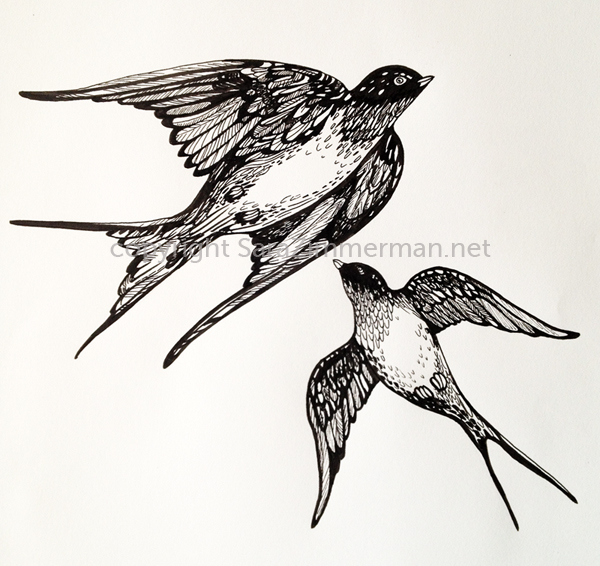 Illustration of Swallows